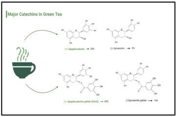 抹茶成分：兒茶素