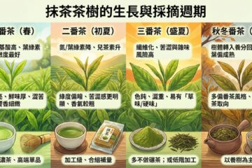 抹茶茶樹的生長與採摘週期